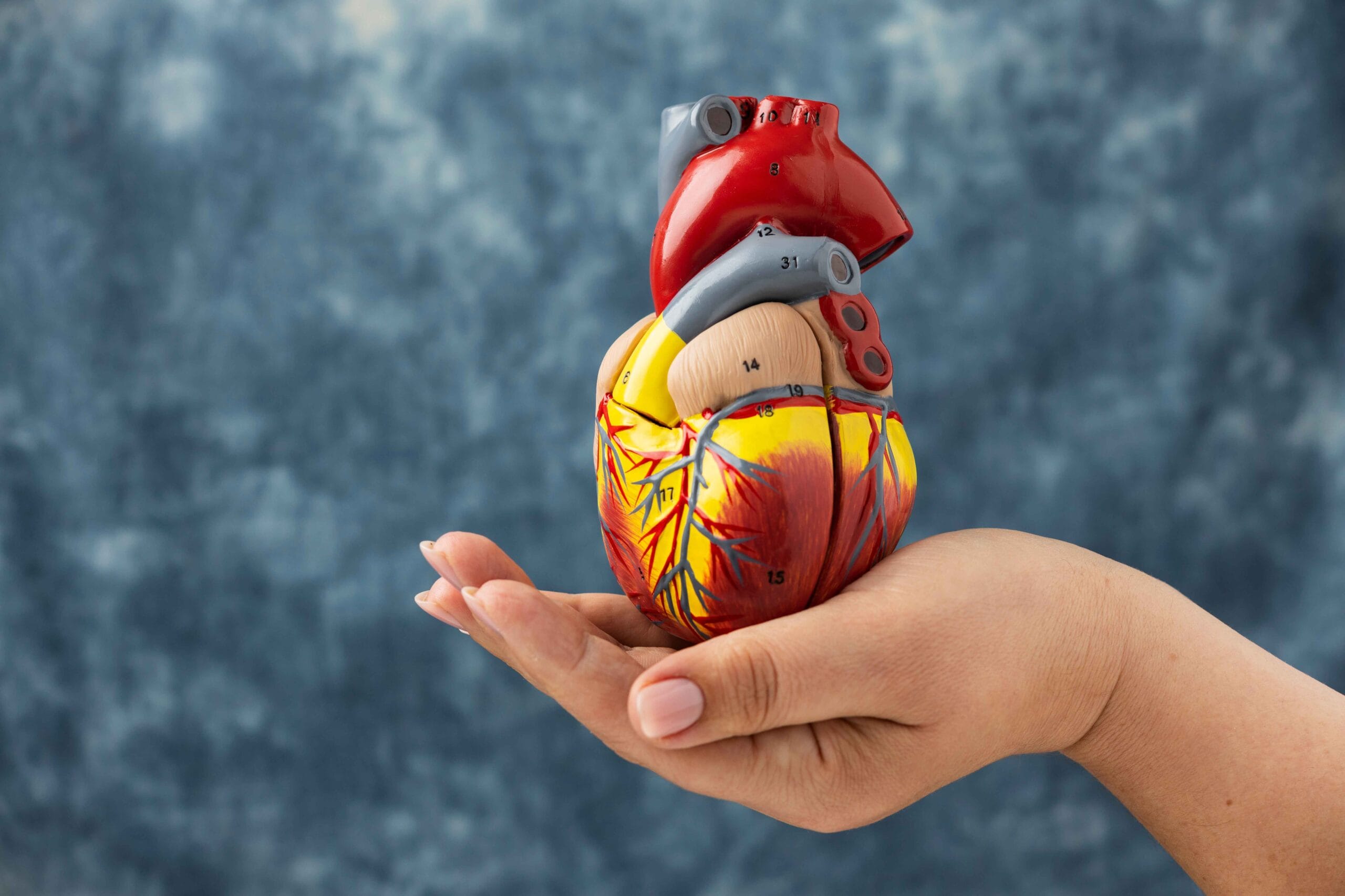 person-holding-anatomic-heart-model-educational-purpose_11zon